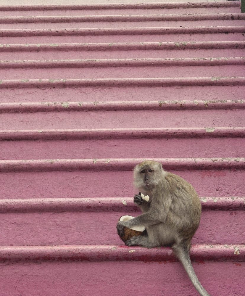 Monkey with a coconut on pink stairs